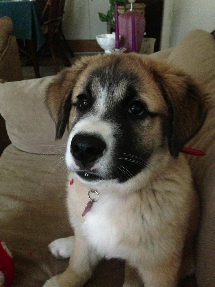 Blanding af racer Bailey (Himmelhund) billede 18