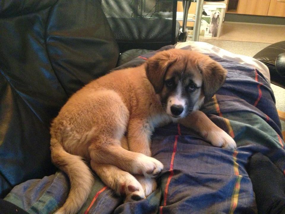 Blanding af racer Bailey (Himmelhund) billede 19