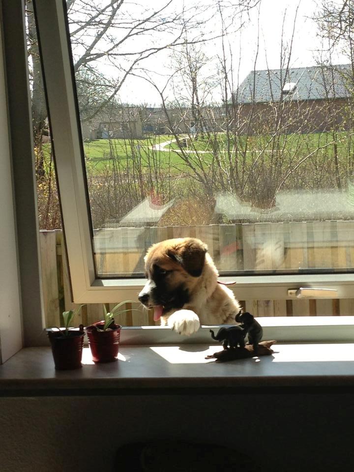 Blanding af racer Bailey (Himmelhund) billede 20