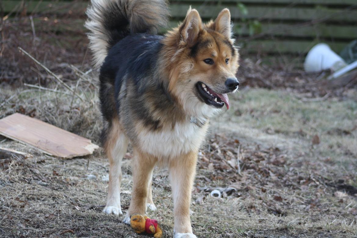 Blanding af racer Elvis - Altid hyggeligt, at være med til at arbejde (: billede 1