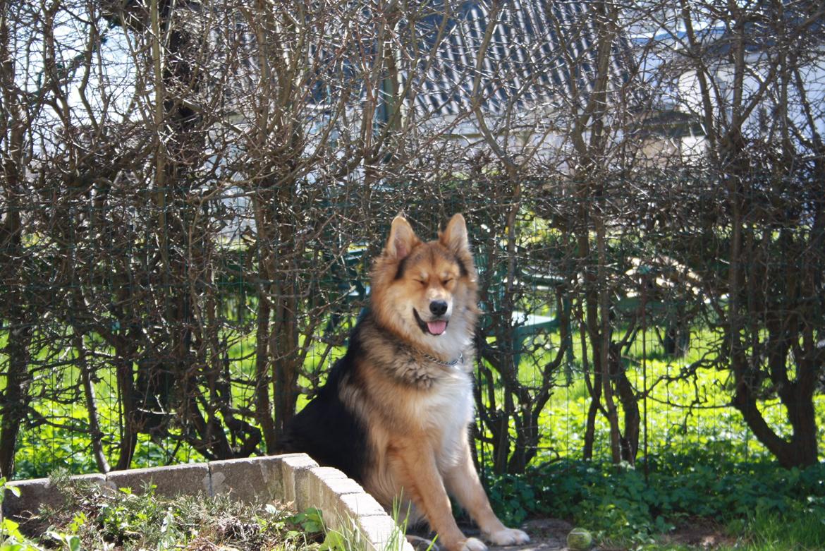 Blanding af racer Elvis - Hygge med mor i haven, men det blev lidt varmt til sidst(: billede 4