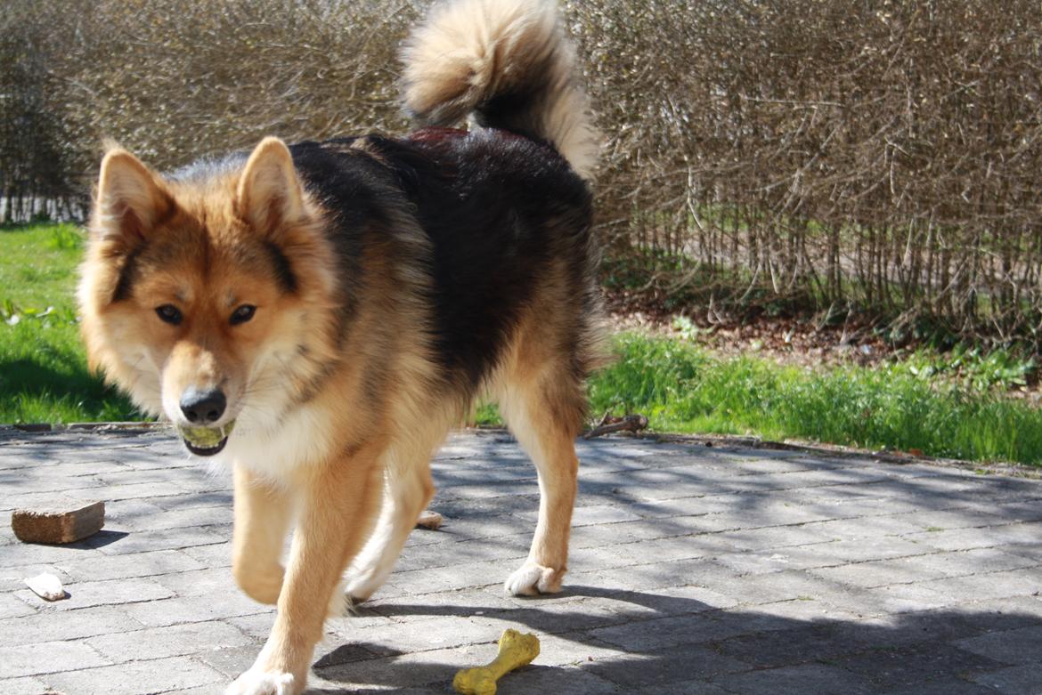 Blanding af racer Elvis - Hej søde mor skal vi lege (:  billede 3