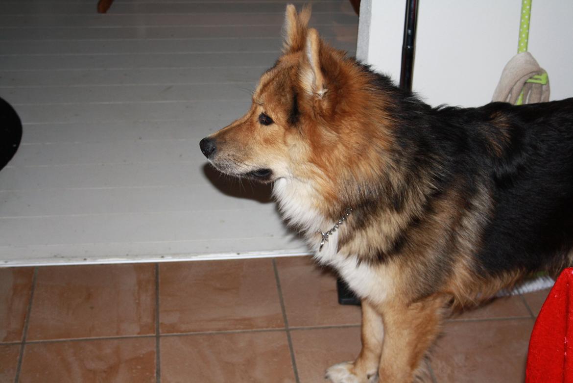 Blanding af racer Elvis - Jeg vil gerne være med til det i skal lave (:  billede 5