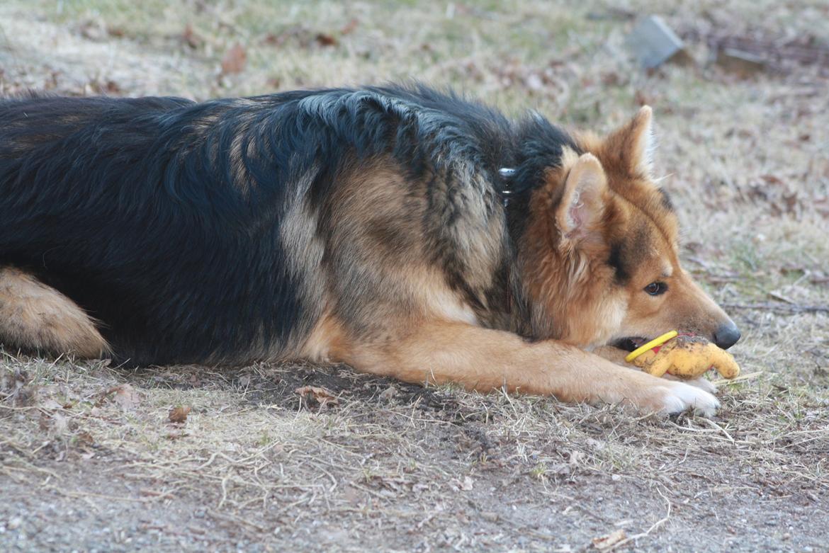 Blanding af racer Elvis - Hårdt og være med til at arbejde, så er bamsen meget bedre (: billede 2