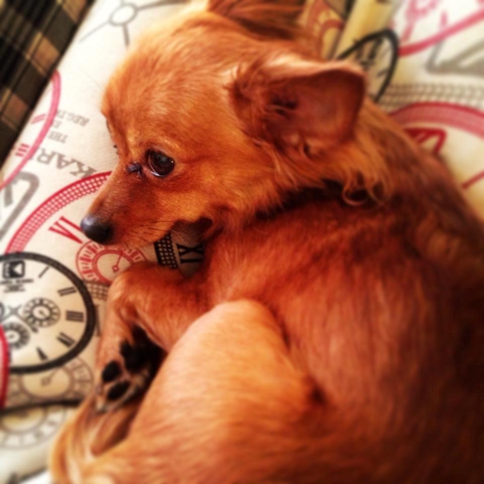 Blanding af racer Lexie billede 11