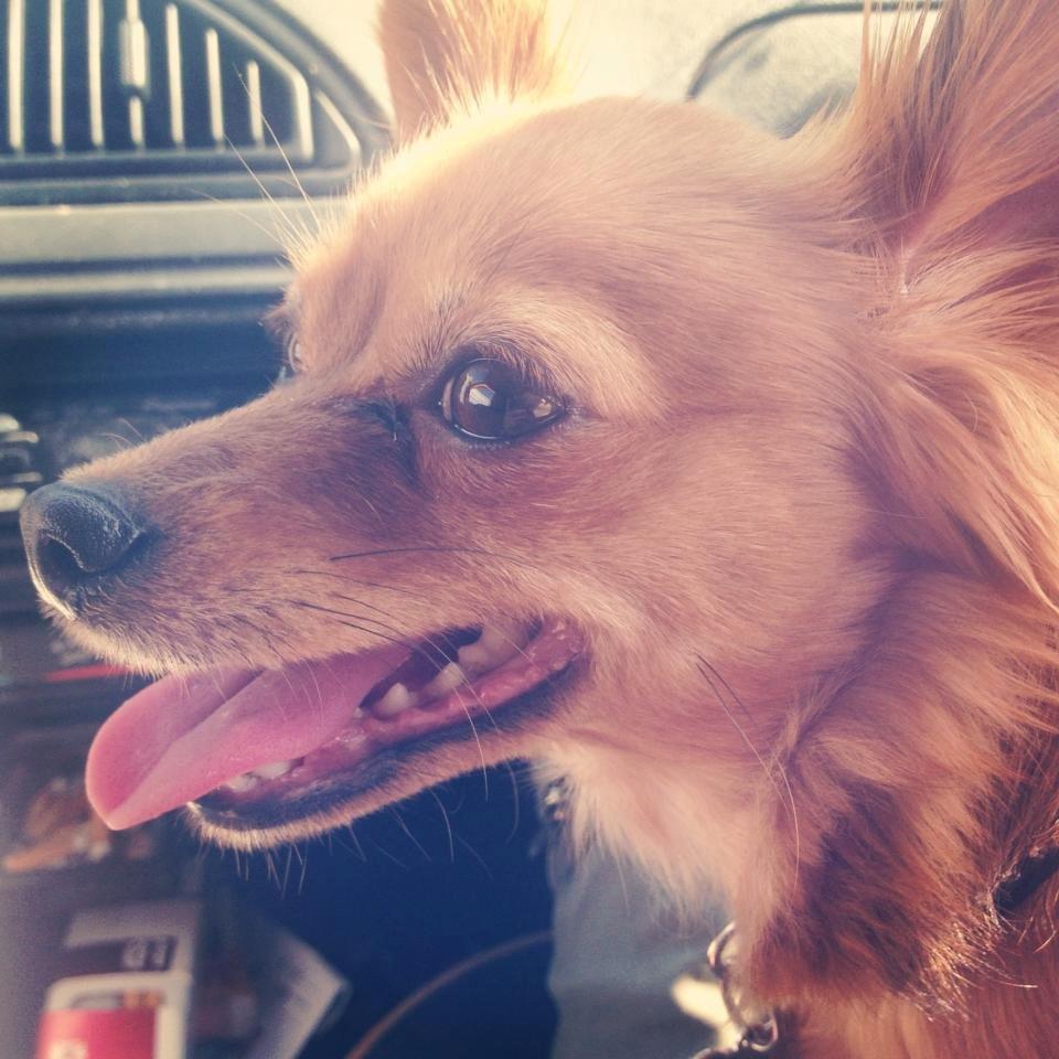 Blanding af racer Lexie billede 1