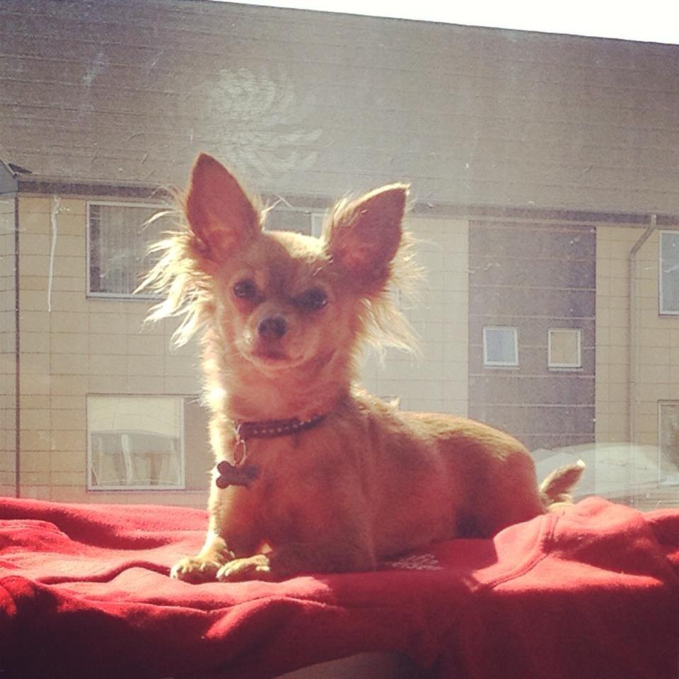 Blanding af racer Lexie billede 12