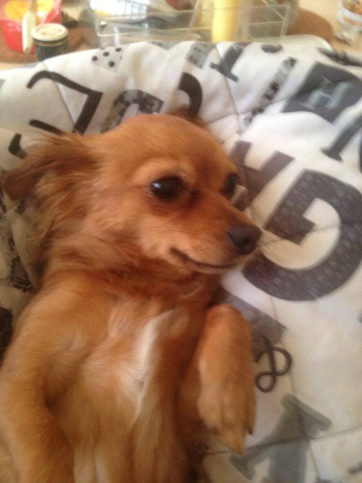 Blanding af racer Lexie billede 13