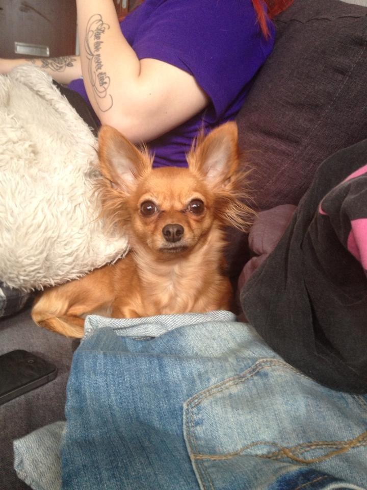 Blanding af racer Lexie billede 14