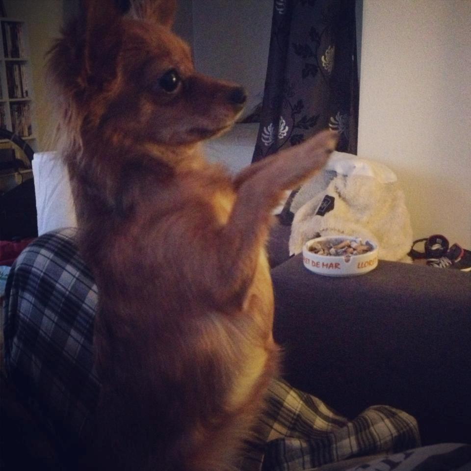 Blanding af racer Lexie billede 15