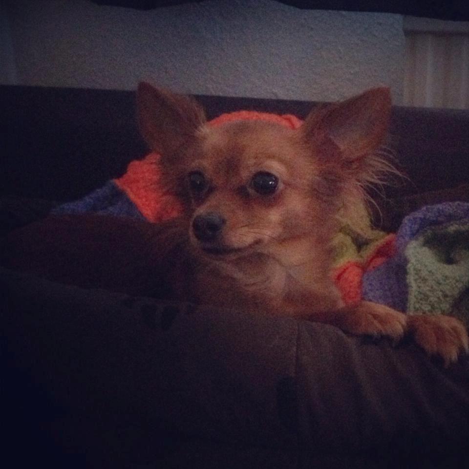 Blanding af racer Lexie billede 16