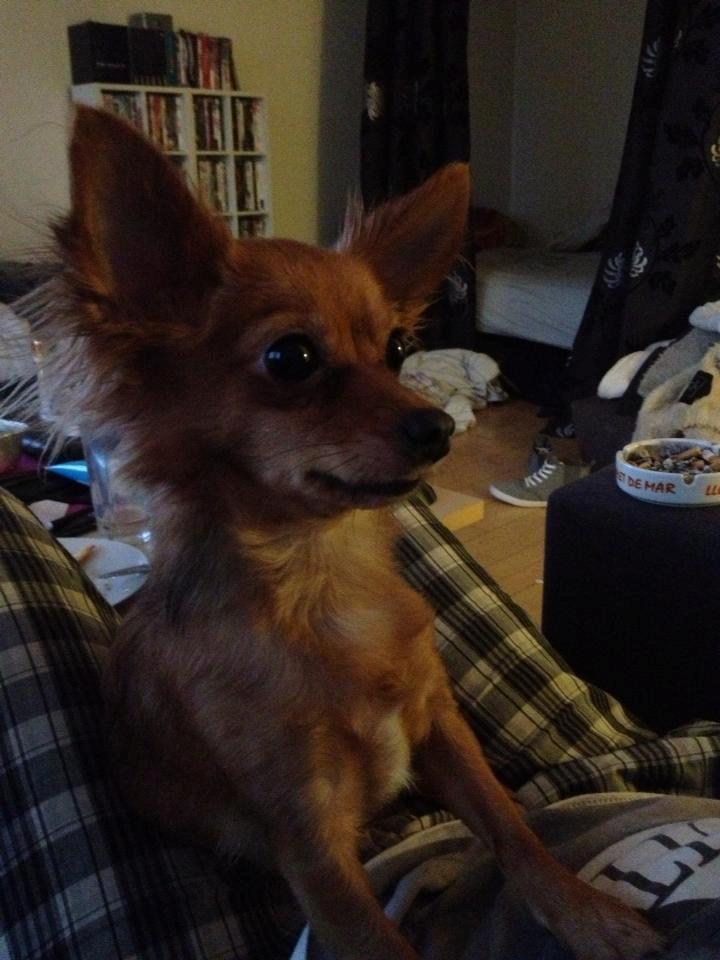 Blanding af racer Lexie billede 17