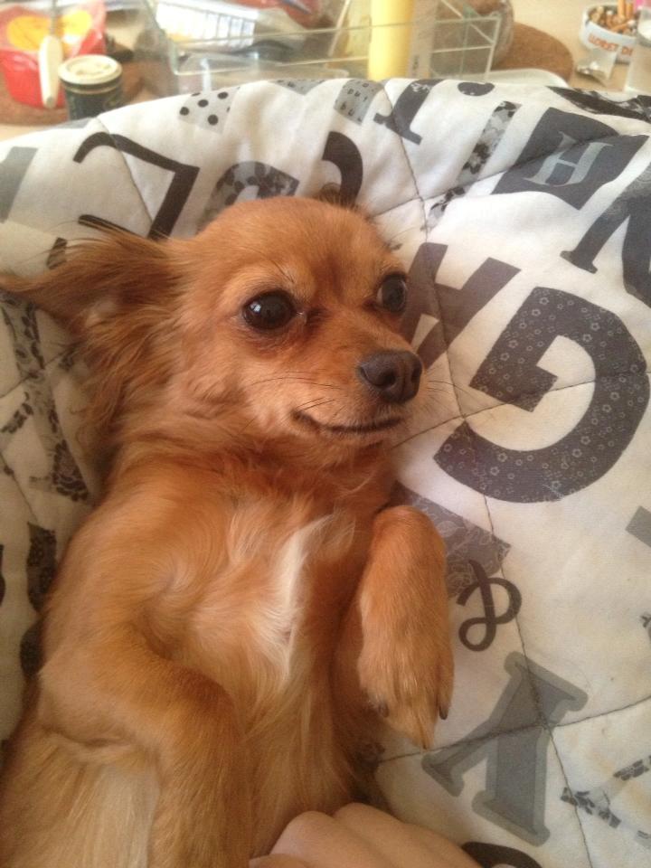 Blanding af racer Lexie billede 18