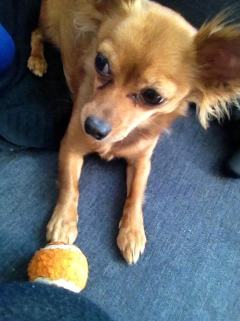 Blanding af racer Lexie billede 19