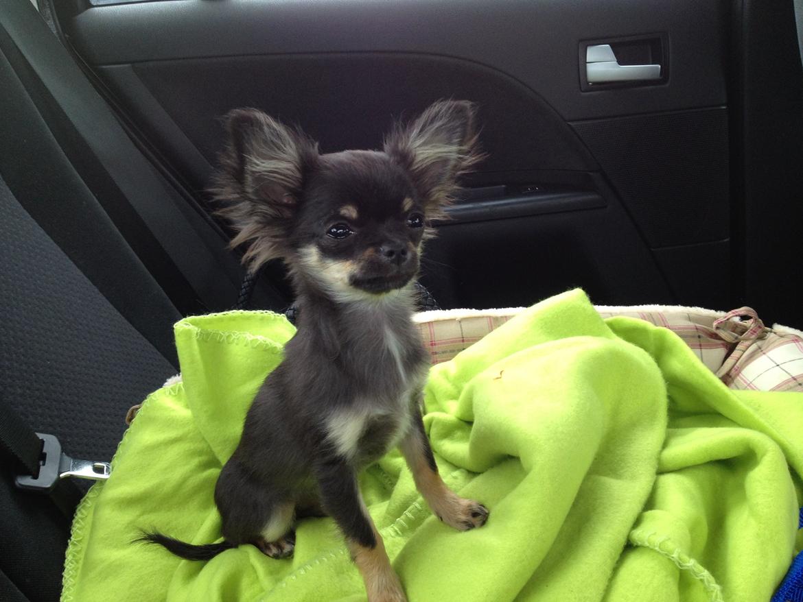 Chihuahua Lucky - Den dag vi hentede ham. 4 mdr. billede 14