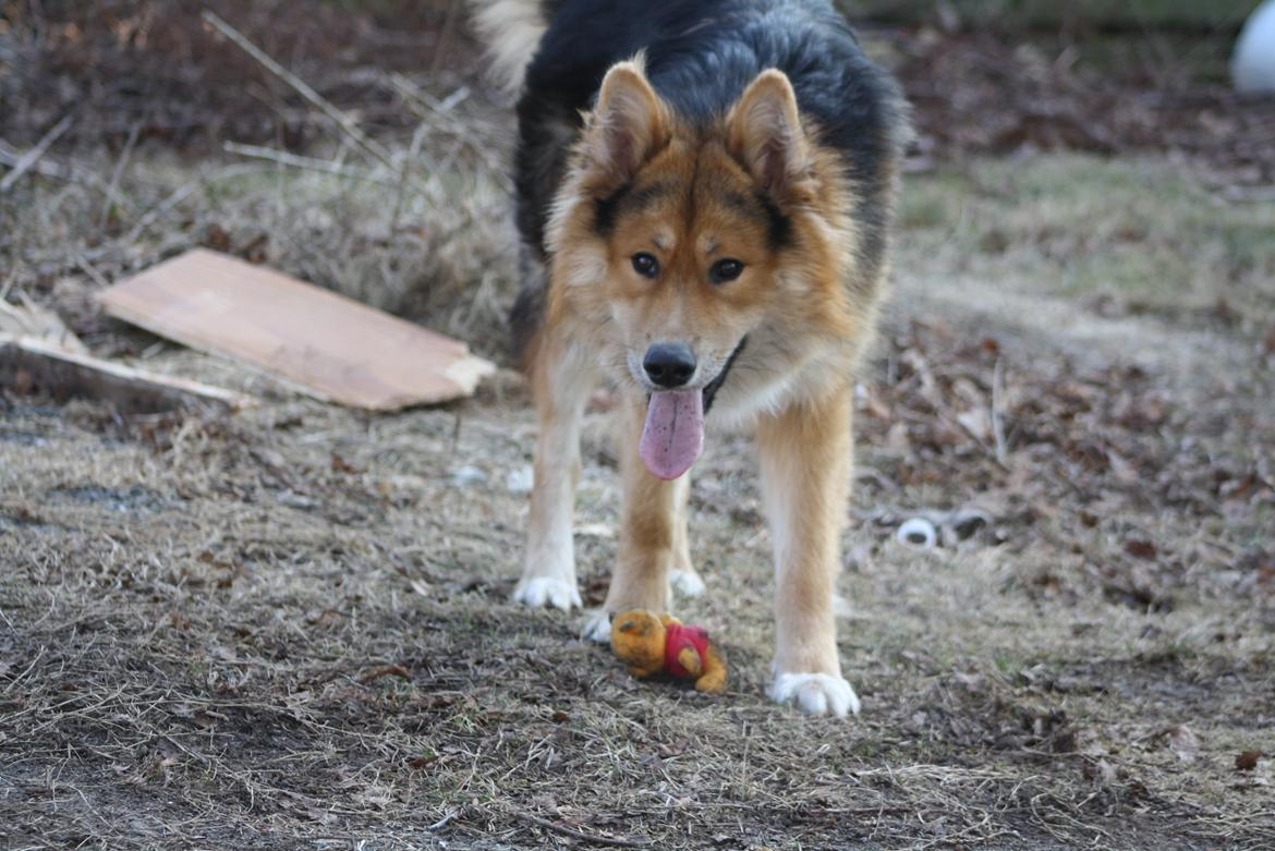 Blanding af racer Elvis - Jeg kan godt se lidt ulve ud (: billede 6