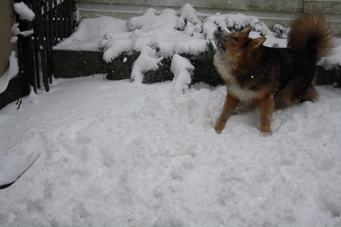 Blanding af racer Elvis - Der er ikke noget bedre ind at lege med sne sammen med med far (: billede 7