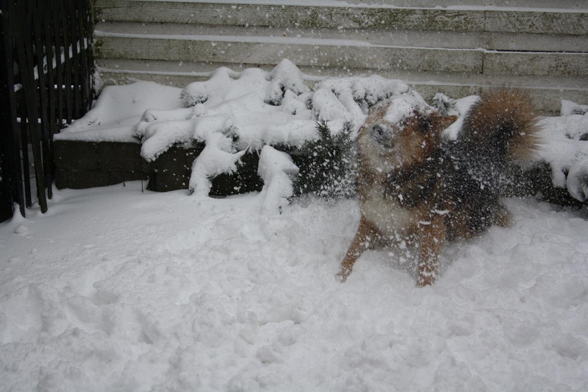 Blanding af racer Elvis - Mmm (:
Bare kom med noget mere .. billede 8