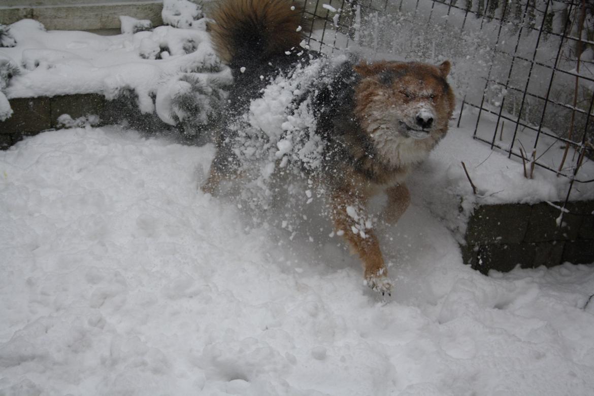 Blanding af racer Elvis - Der er jo ikke Samojed i mig for sjovt (: billede 9