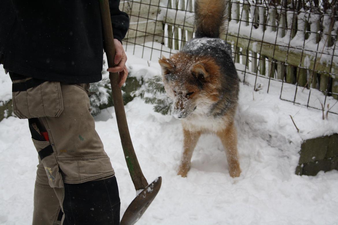 Blanding af racer Elvis - Kom nu, med lidt mere sne.
Han elsker det sne ..  billede 10