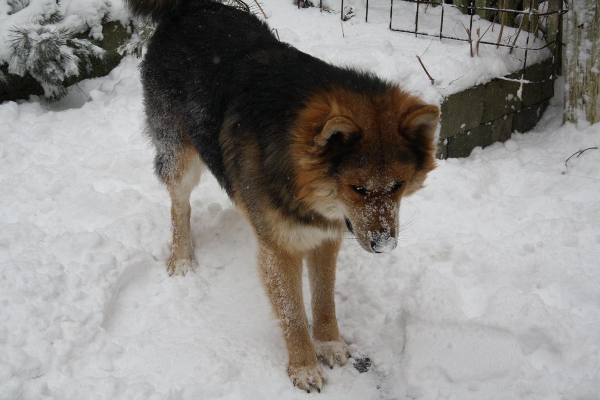 Blanding af racer Elvis - Øv skal vi ikke lege mere.. (: billede 11