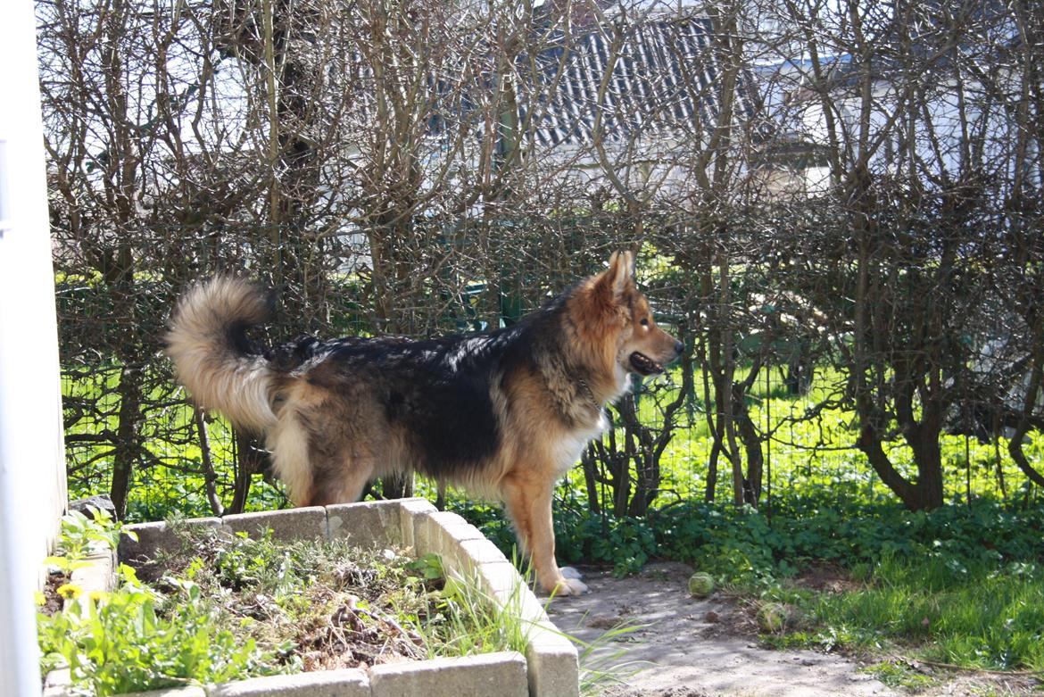 Blanding af racer Elvis - Der ske altid noget spænende nede på vejen..  billede 12