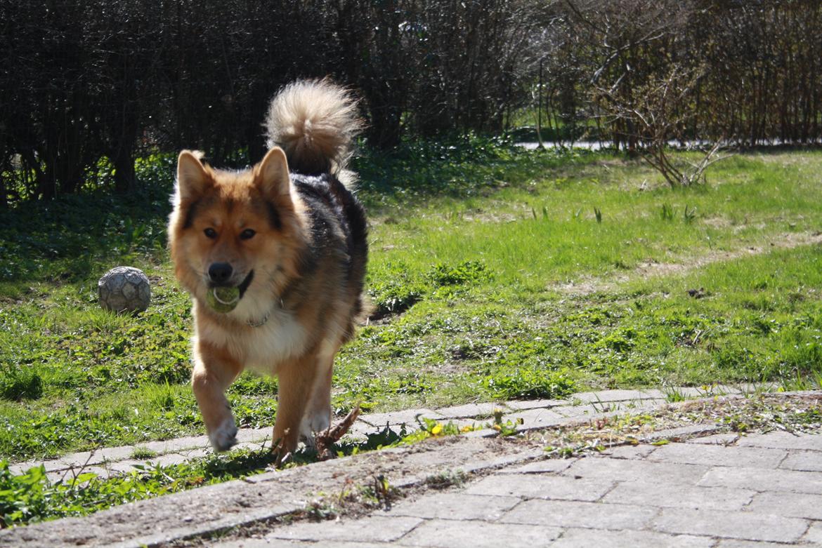 Blanding af racer Elvis - er jeg ikke pæn (: billede 13