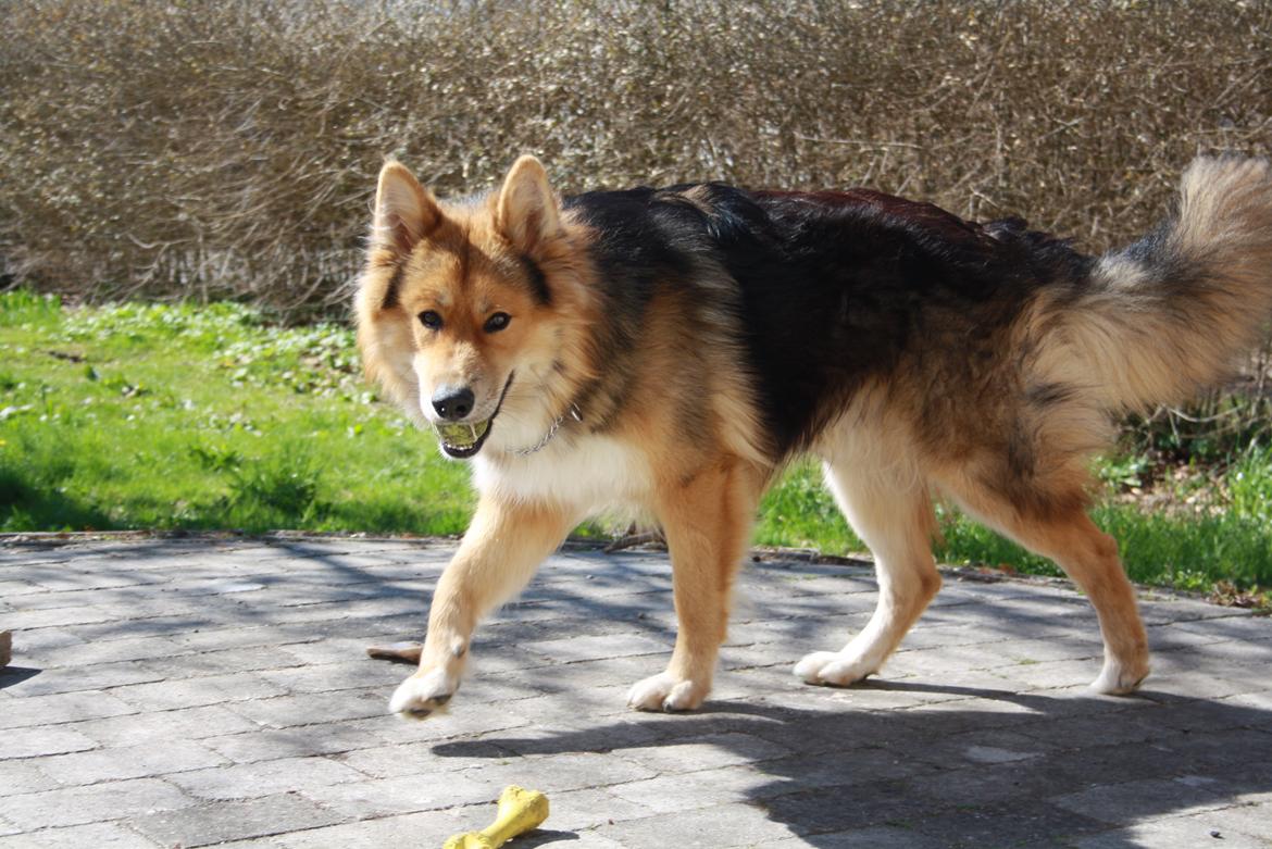 Blanding af racer Elvis - Altid hyggeligt nå mor vil lege .. billede 14