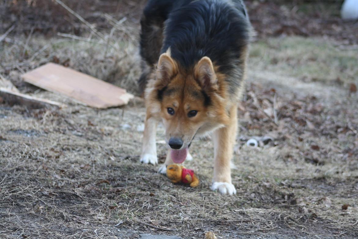 Blanding af racer Elvis - Elsker sin bamse. billede 15