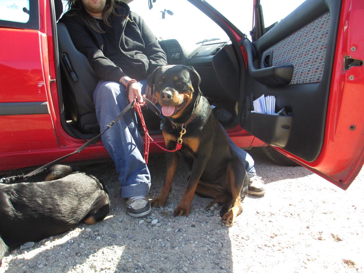 Rottweiler Vom Hause Wenorra Luna - sidder lige og slapper af efter at have været på stranden :) billede 9