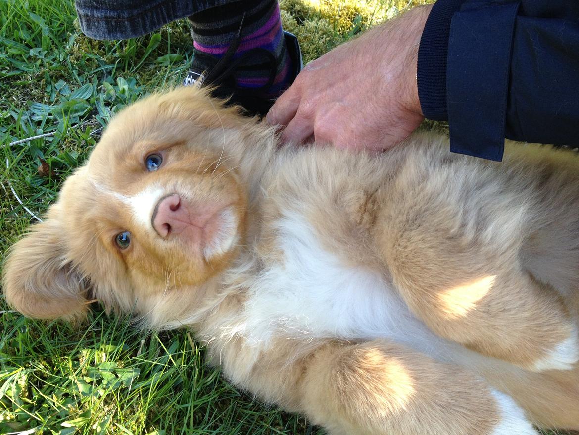 Nova scotia duck tolling retriever Shaggy Tollers White Wood billede 2