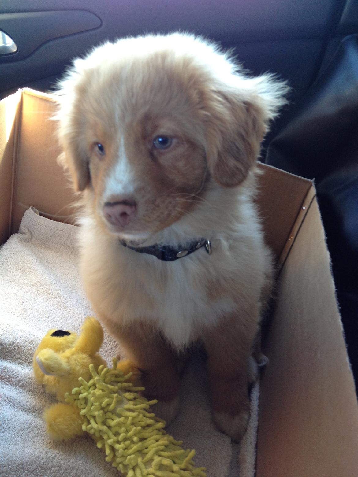 Nova scotia duck tolling retriever Shaggy Tollers White Wood billede 3