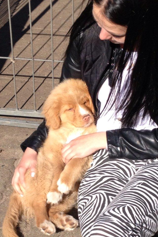 Nova scotia duck tolling retriever Shaggy Tollers White Wood billede 4