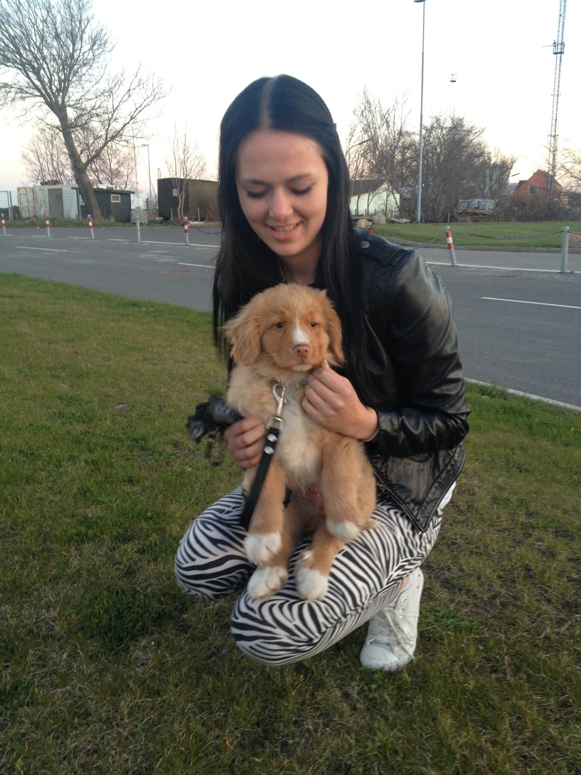 Nova scotia duck tolling retriever Shaggy Tollers White Wood billede 5