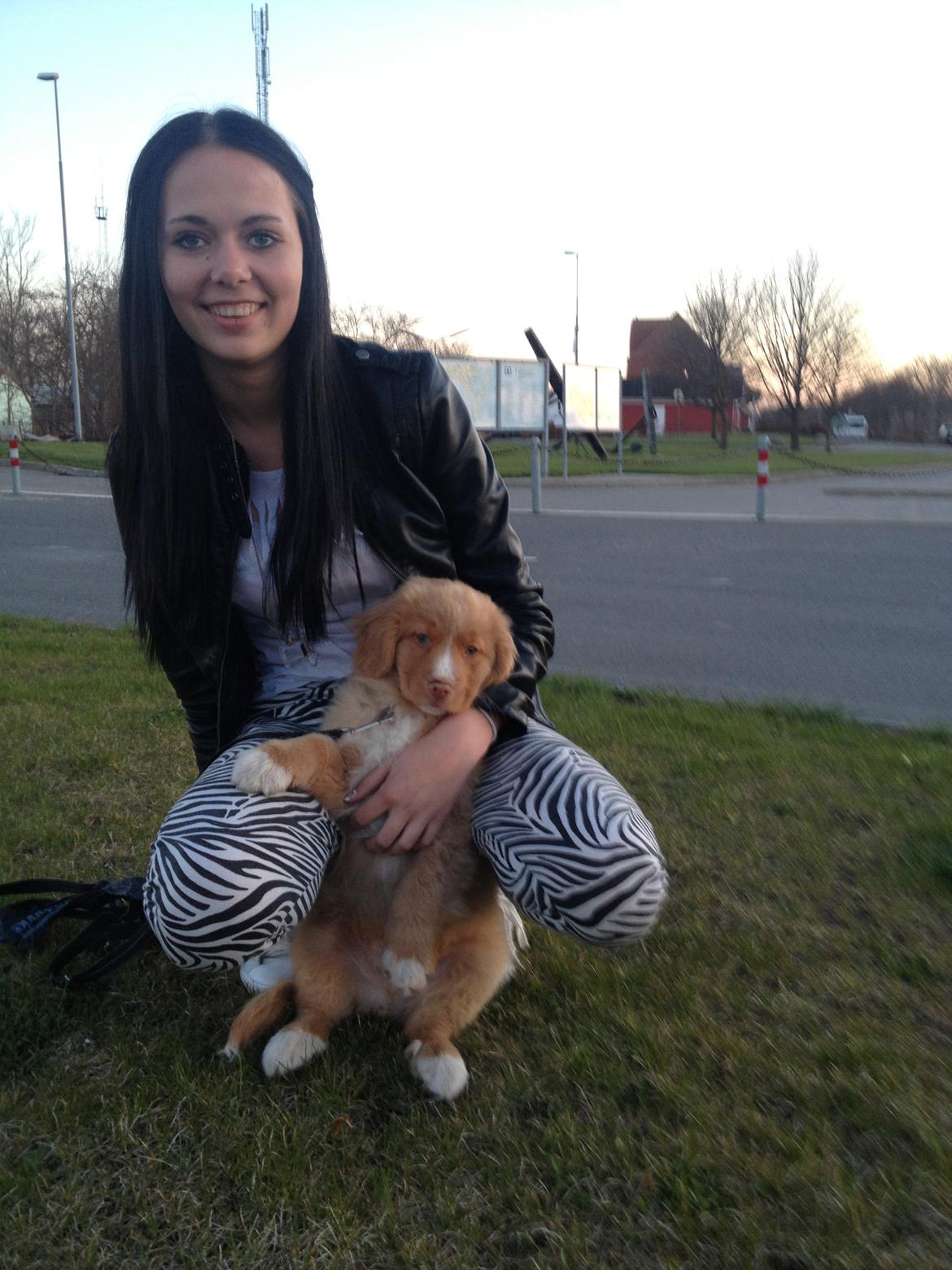 Nova scotia duck tolling retriever Shaggy Tollers White Wood billede 6