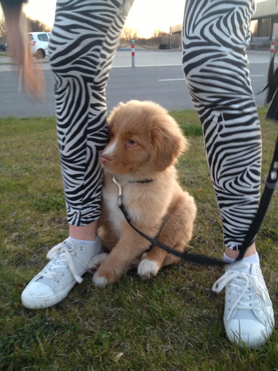 Nova scotia duck tolling retriever Shaggy Tollers White Wood billede 7