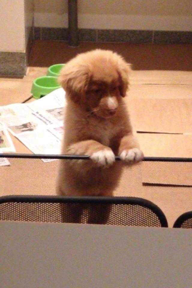 Nova scotia duck tolling retriever Shaggy Tollers White Wood billede 8