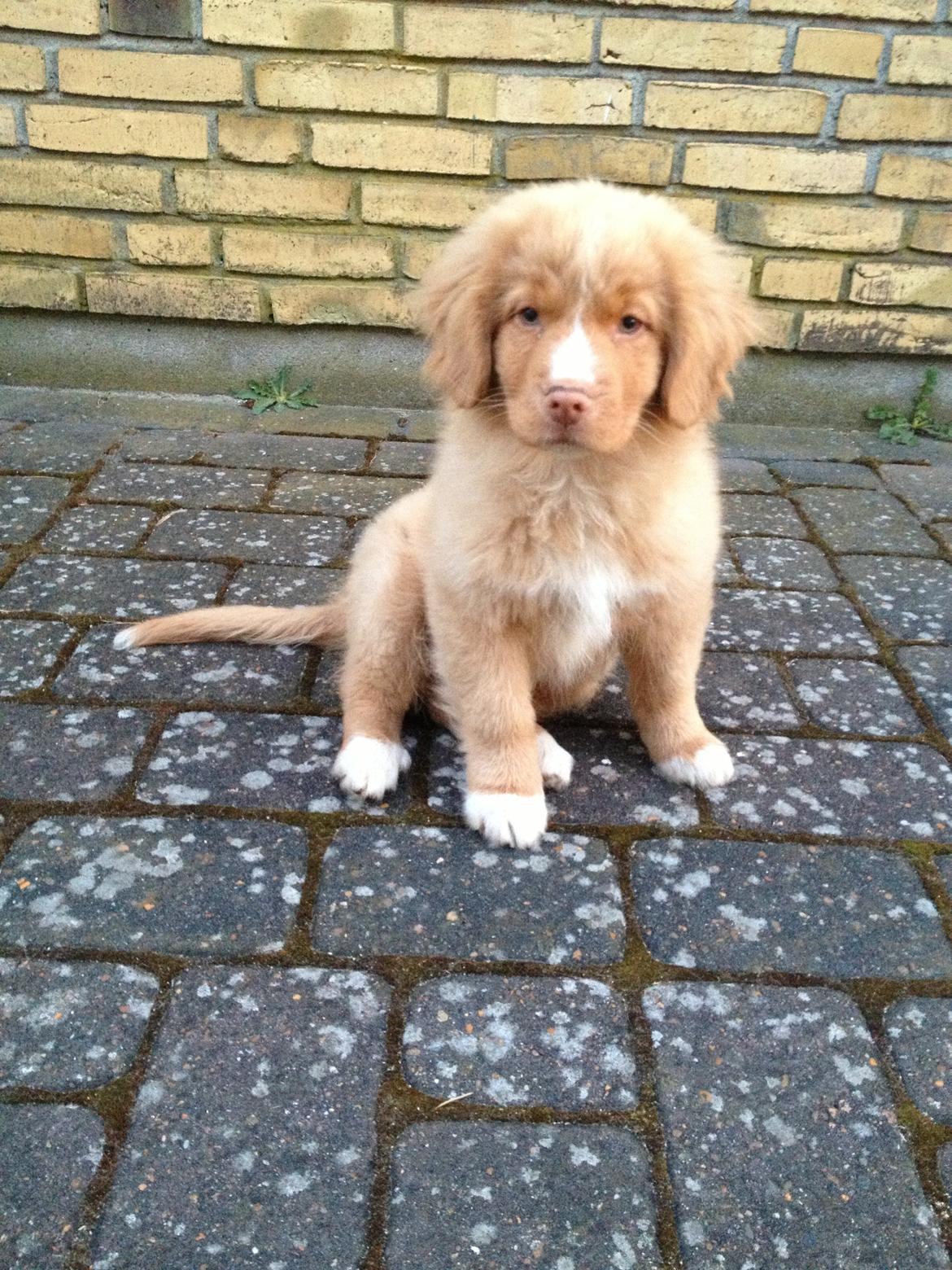 Nova scotia duck tolling retriever Shaggy Tollers White Wood billede 9