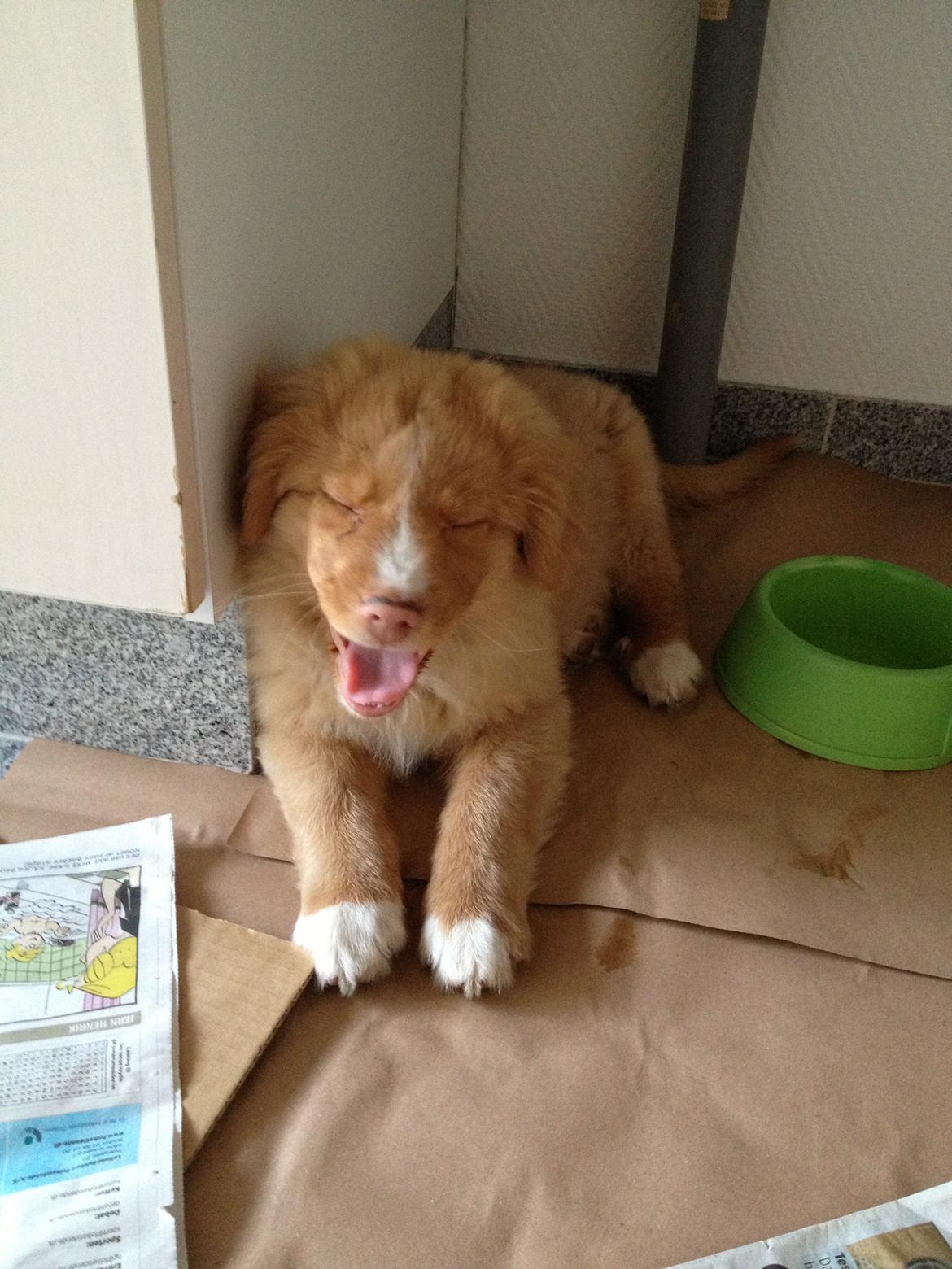 Nova scotia duck tolling retriever Shaggy Tollers White Wood billede 10