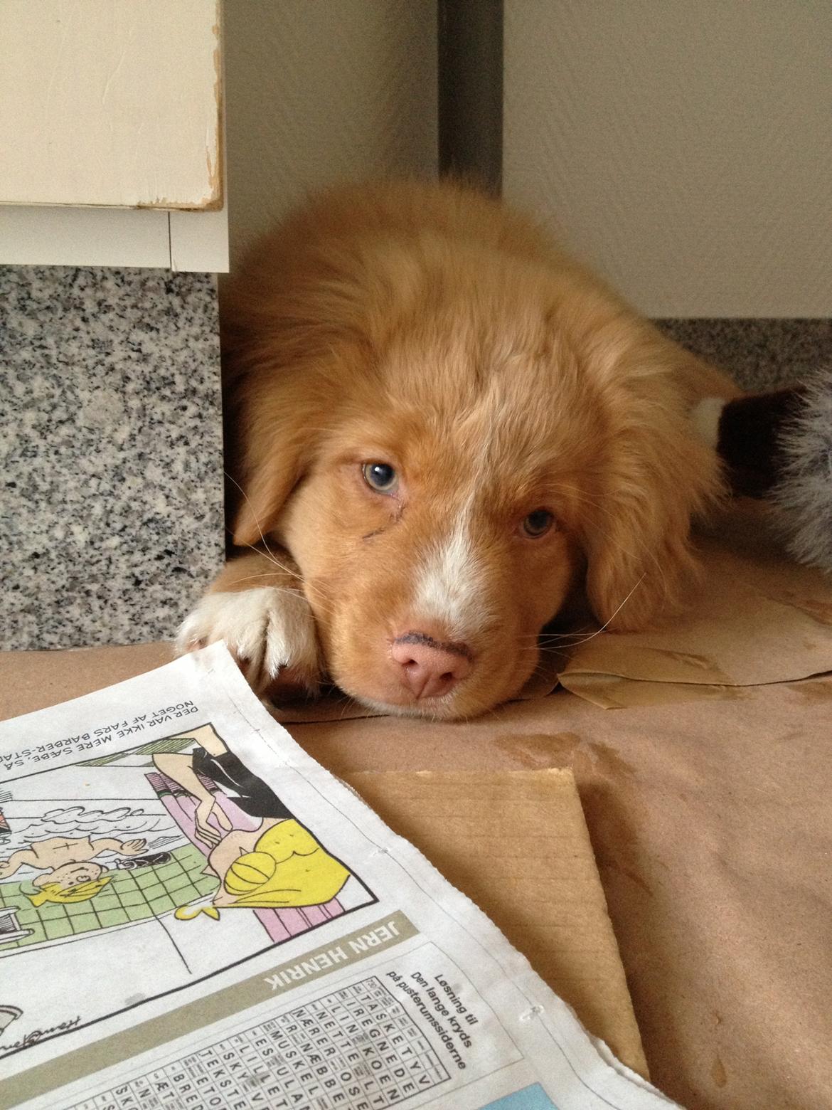 Nova scotia duck tolling retriever Shaggy Tollers White Wood - Maj 2013 billede 1