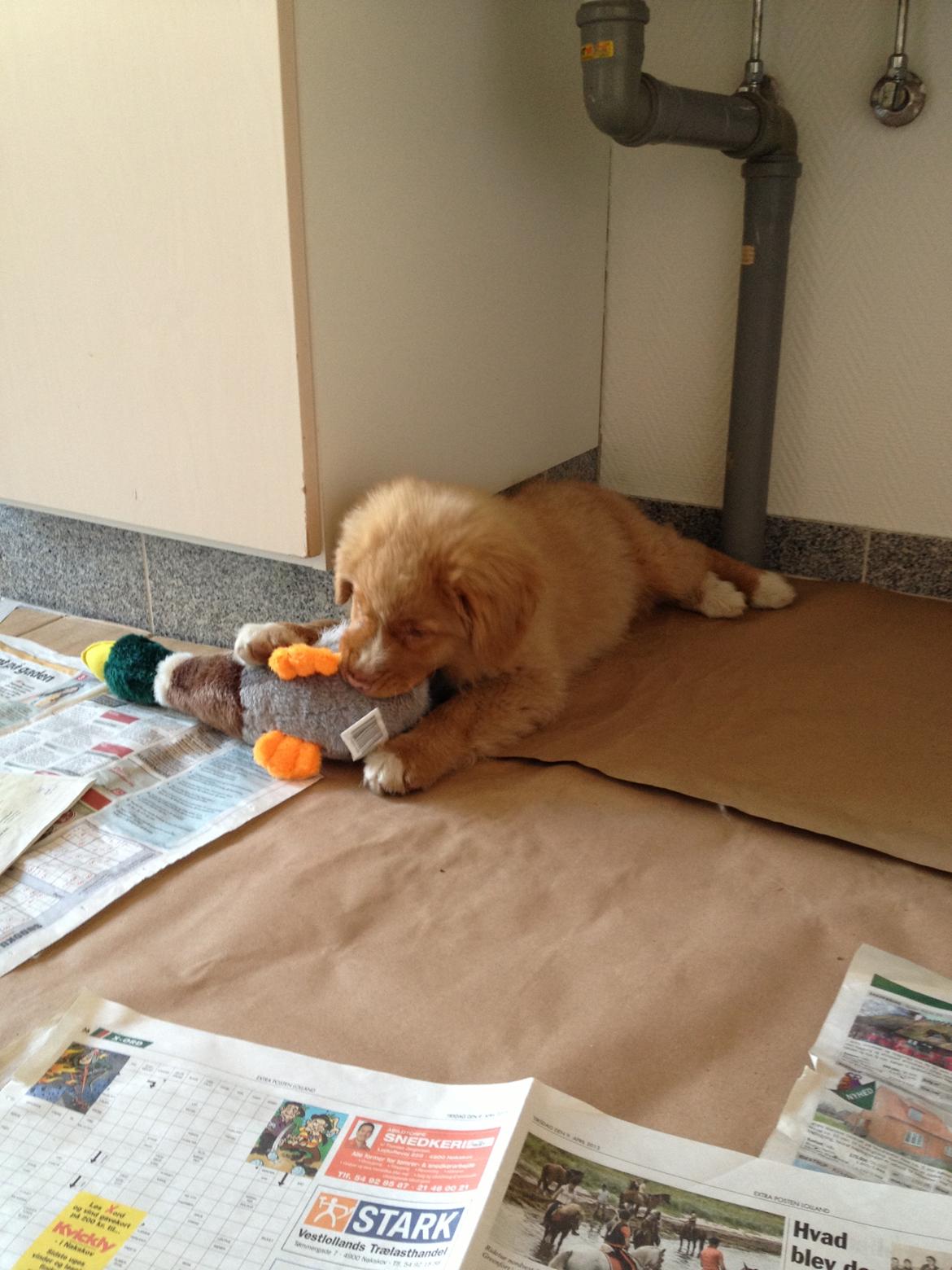 Nova scotia duck tolling retriever Shaggy Tollers White Wood billede 11