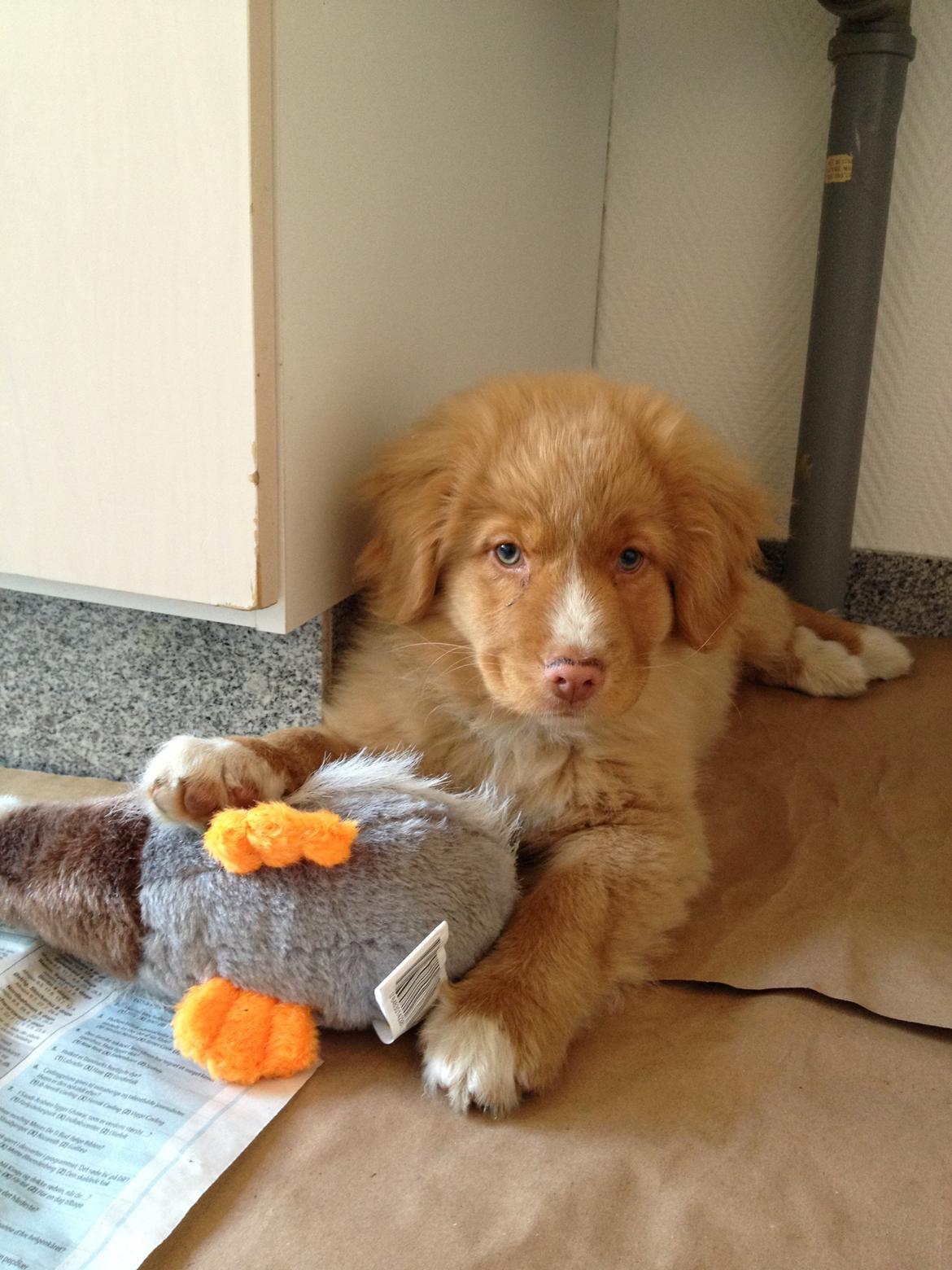 Nova scotia duck tolling retriever Shaggy Tollers White Wood billede 12