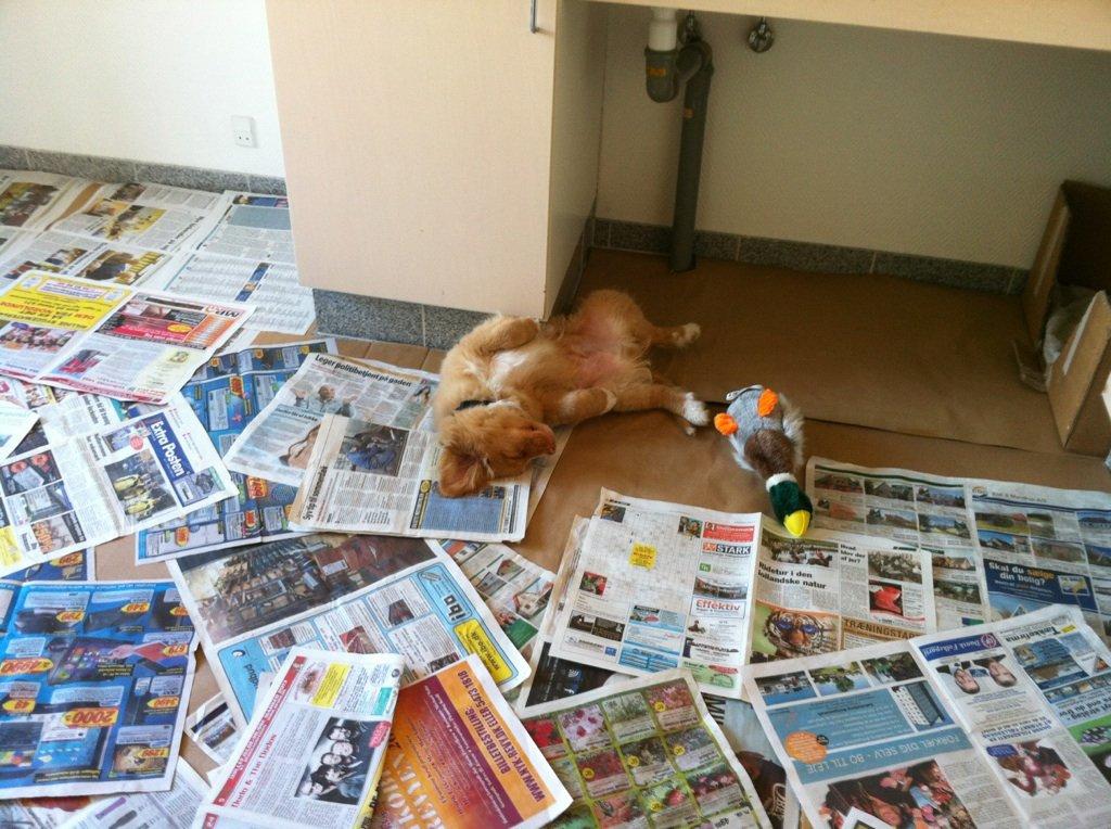 Nova scotia duck tolling retriever Shaggy Tollers White Wood billede 13