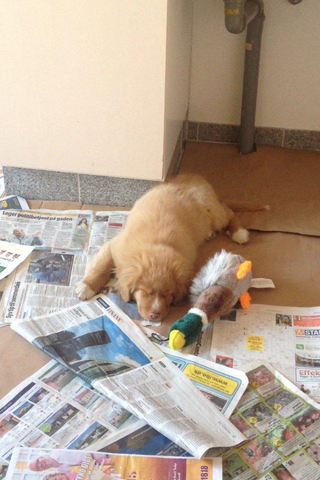 Nova scotia duck tolling retriever Shaggy Tollers White Wood billede 14