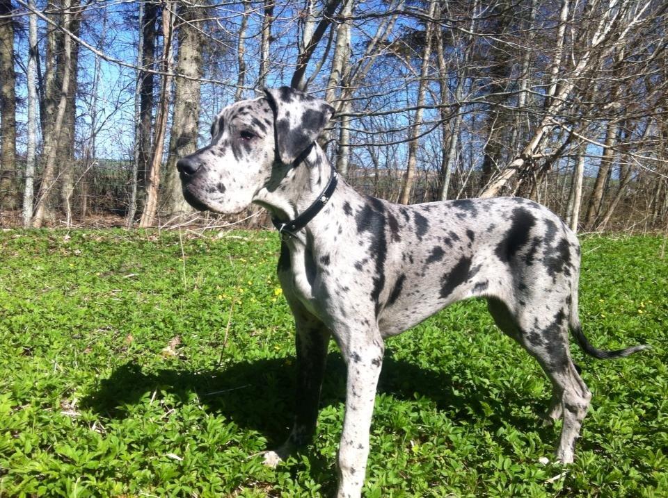 Grand danois Franco - Smukke Franco <3 billede 3