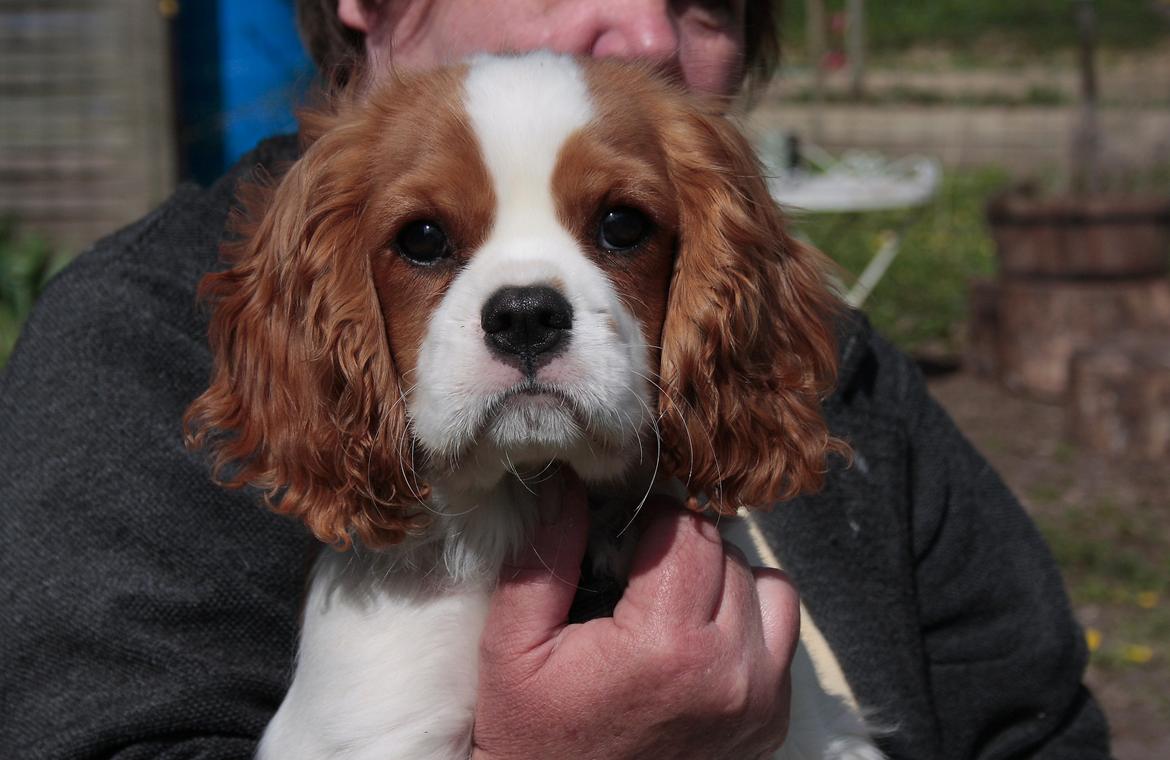 Cavalier king charles spaniel Comet - Comet 4 mdr gammel billede 3
