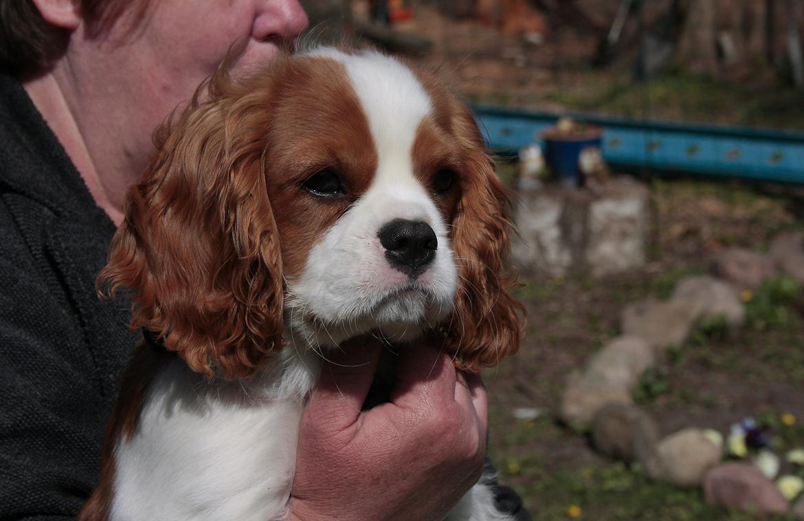 Cavalier king charles spaniel Comet billede 7