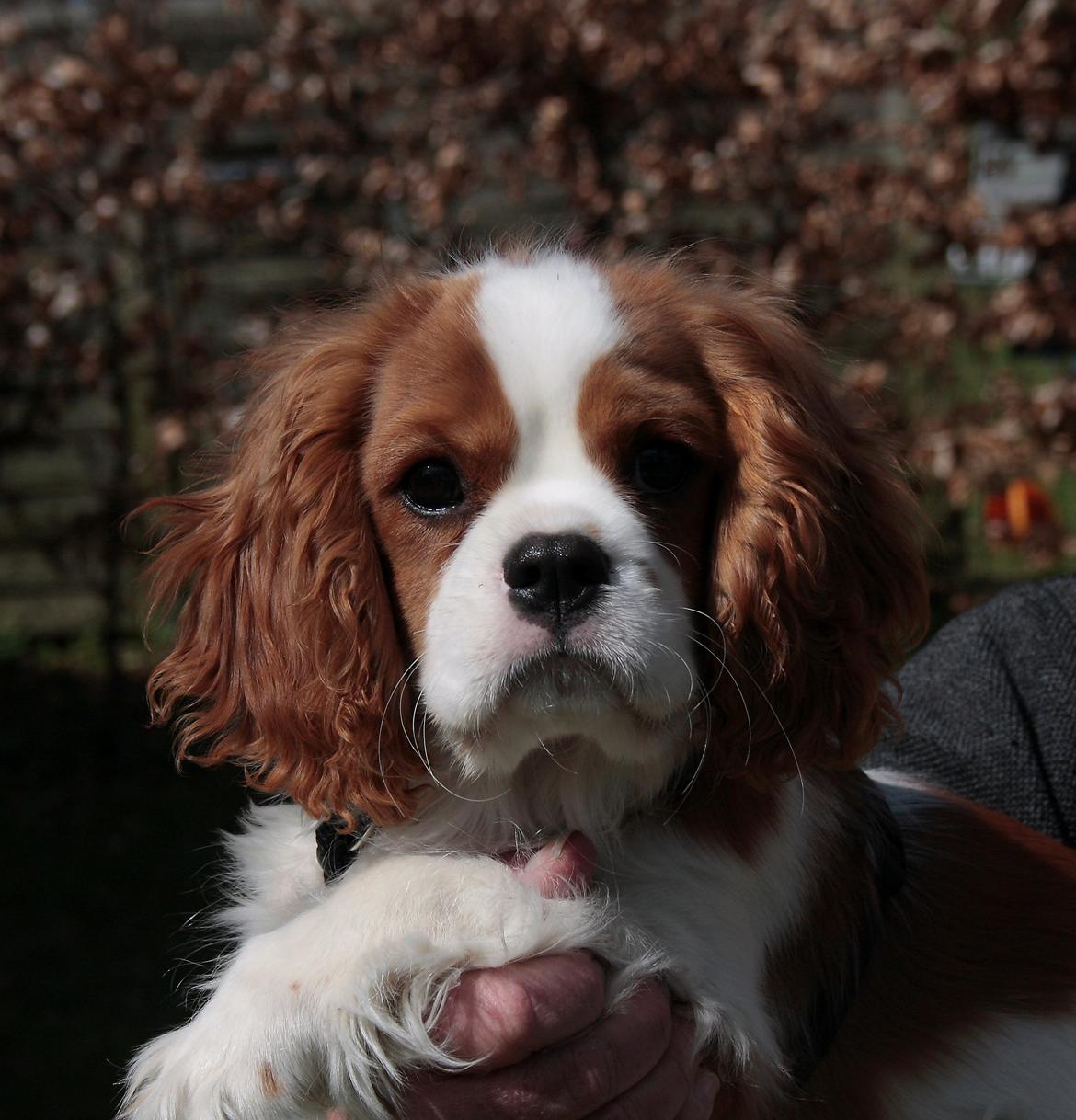 Cavalier king charles spaniel Comet - 4 mdr billede 5