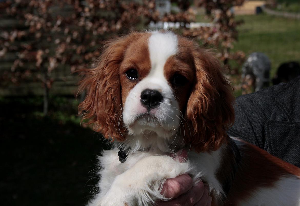 Cavalier king charles spaniel Comet billede 22
