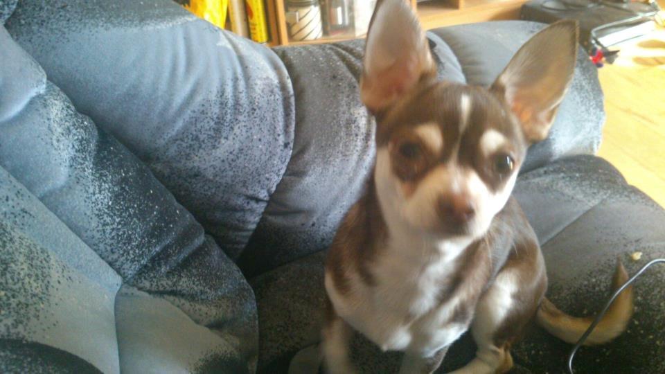 Chihuahua Choko - rigtigt lille ballademager :D  billede 15